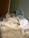 Dora