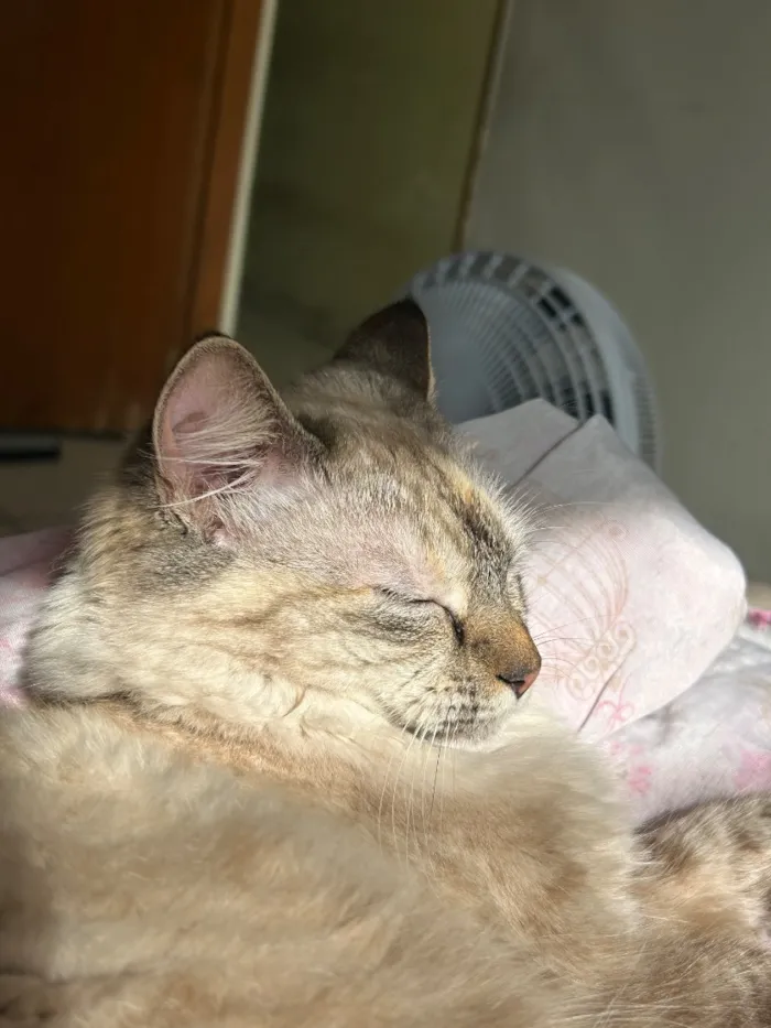 Gato raça SRD-ViraLata idade 1 ano nome Dora