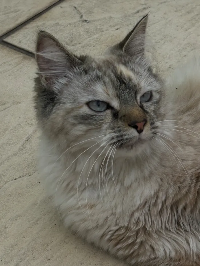 Gato raça SRD-ViraLata idade 1 ano nome Dora