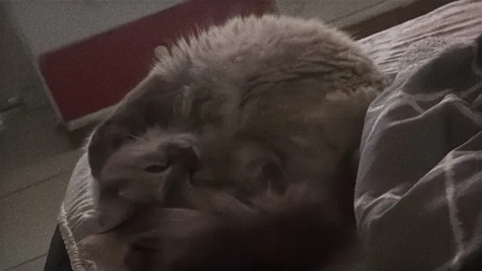 Gato raça SRD-ViraLata idade 1 ano nome Dora