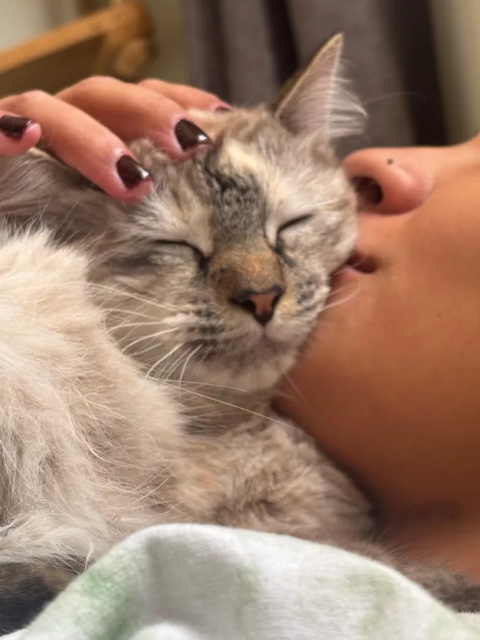 Gato raça SRD-ViraLata idade 1 ano nome Dora