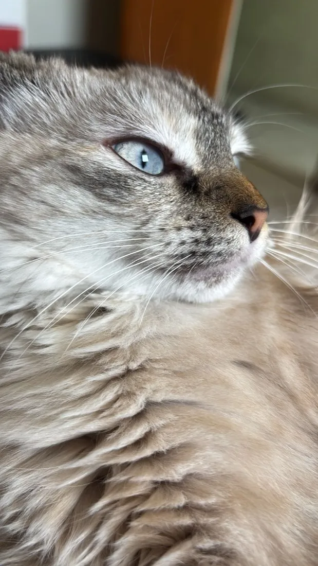 Gato raça SRD-ViraLata idade 1 ano nome Dora