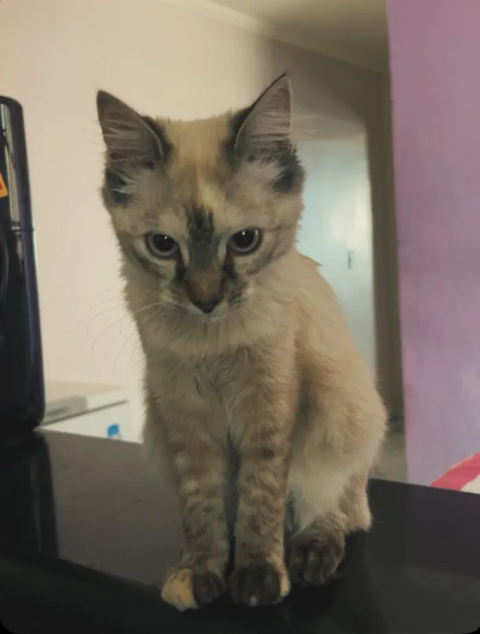Gato raça SRD-ViraLata idade 1 ano nome Dora