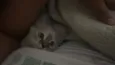 Dora