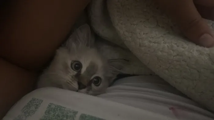 Gato raça SRD-ViraLata idade 1 ano nome Dora