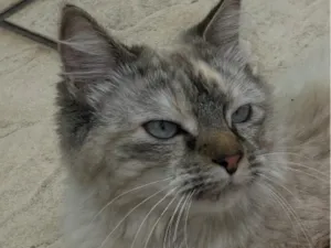 Gato raça SRD-ViraLata idade 1 ano nome Dora