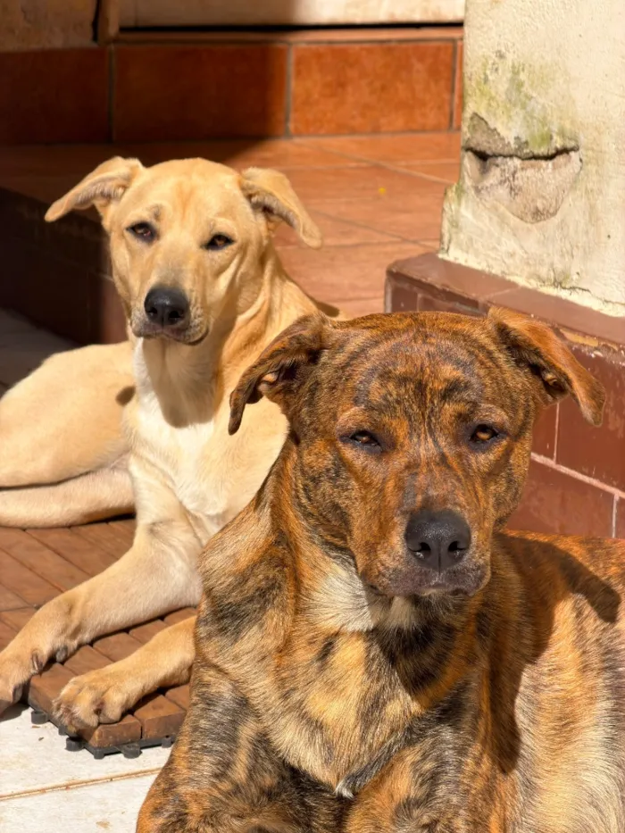 Cachorro raça SRD-ViraLata idade 1 ano nome GORDO & MADU 