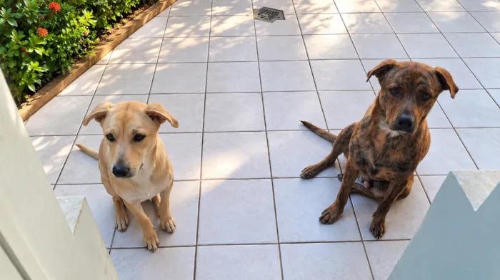 Cachorro raça SRD-ViraLata idade 1 ano nome GORDO & MADU 