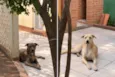 GORDO & MADU 