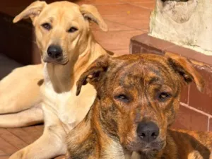 Cachorro raça SRD-ViraLata idade 1 ano nome GORDO & MADU 