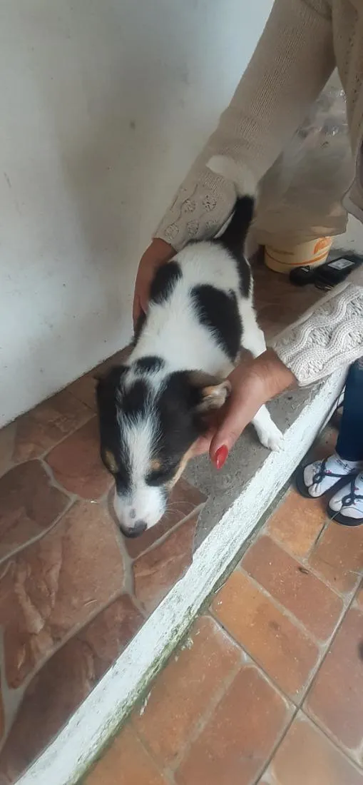 Cachorro raça SRD-ViraLata idade 2 a 6 meses nome temos 4 cachorrinhos para doação,  2 machos e 2 fame