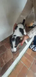 temos 4 cachorrinhos para doação, 2 machos e 2 fame