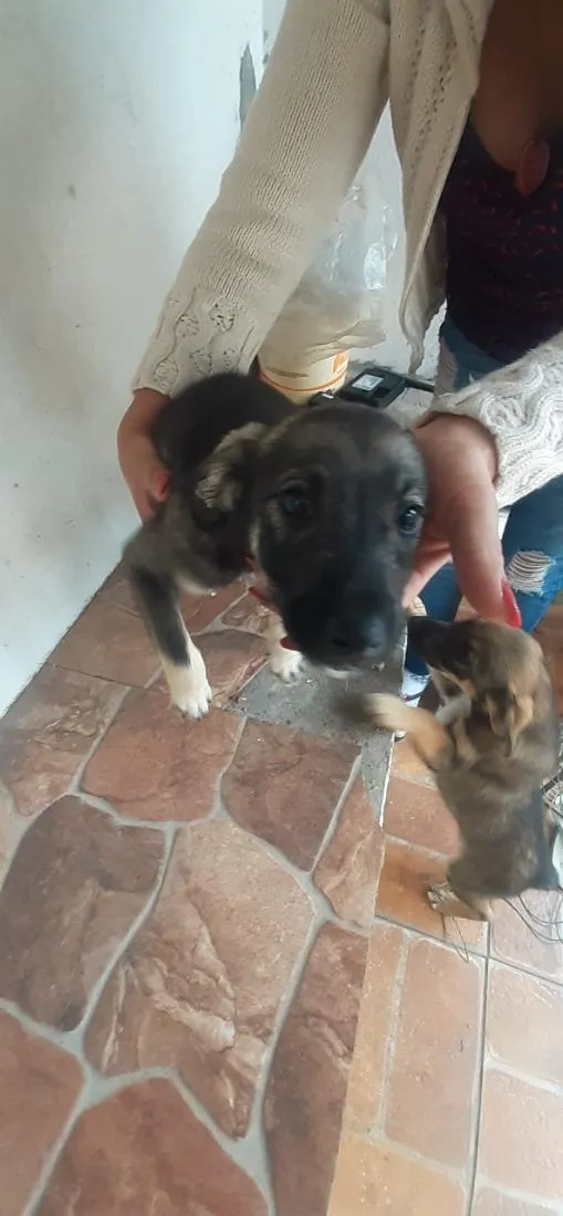 Cachorro raça SRD-ViraLata idade 2 a 6 meses nome temos 4 cachorrinhos para doação,  2 machos e 2 fame