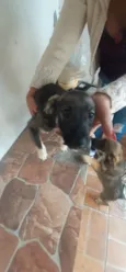 temos 4 cachorrinhos para doação, 2 machos e 2 fame