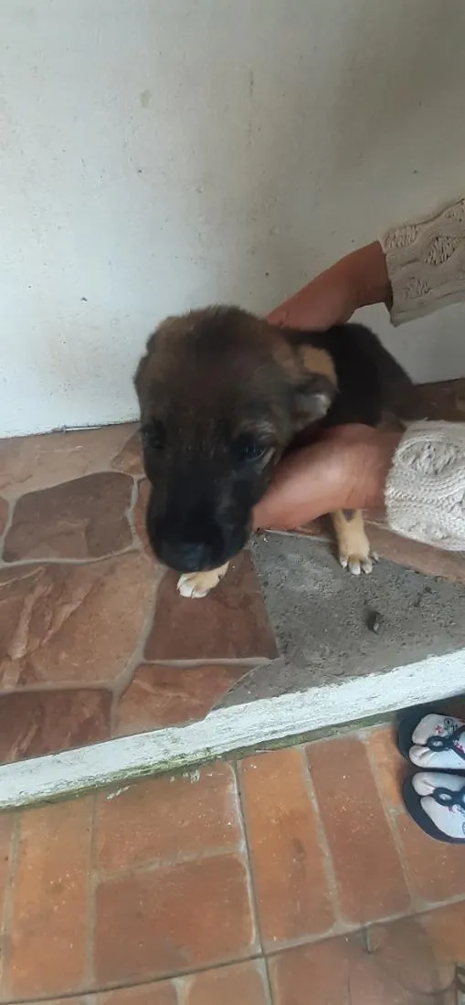 Cachorro raça SRD-ViraLata idade 2 a 6 meses nome temos 4 cachorrinhos para doação,  2 machos e 2 fame