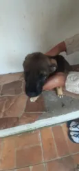 temos 4 cachorrinhos para doação, 2 machos e 2 fame