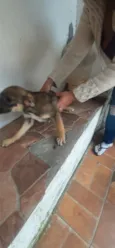 temos 4 cachorrinhos para doação, 2 machos e 2 fame