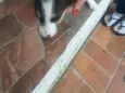 temos 4 cachorrinhos para doação, 2 machos e 2 fame