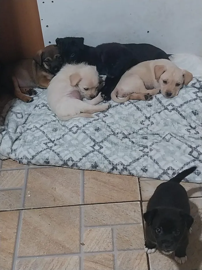 Cachorro raça SRD-ViraLata idade Abaixo de 2 meses nome shakira