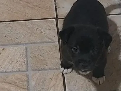 Cachorro raça SRD-ViraLata idade Abaixo de 2 meses nome shakira