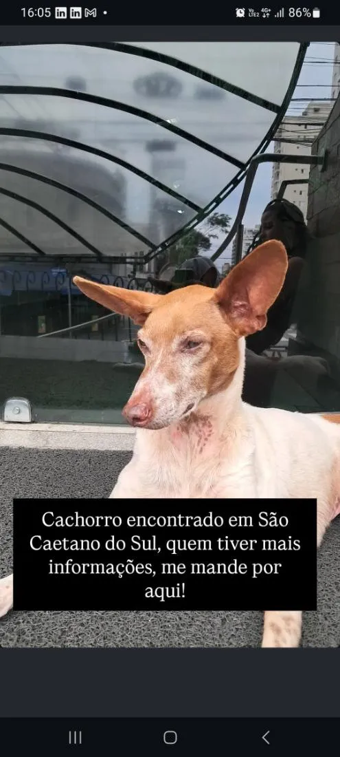 Cachorro raça SRD-ViraLata idade 6 ou mais anos nome Cookie