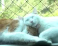 Pipoca