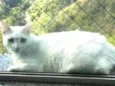 Pipoca