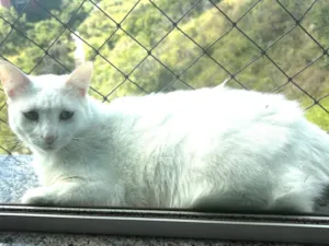Gato raça SRD-ViraLata idade 5 anos nome Pipoca