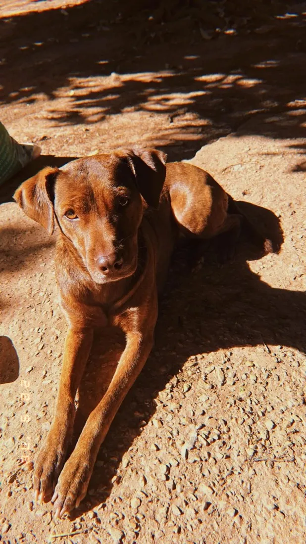 Cachorro raça SRD-ViraLata idade 2 anos nome Pandora