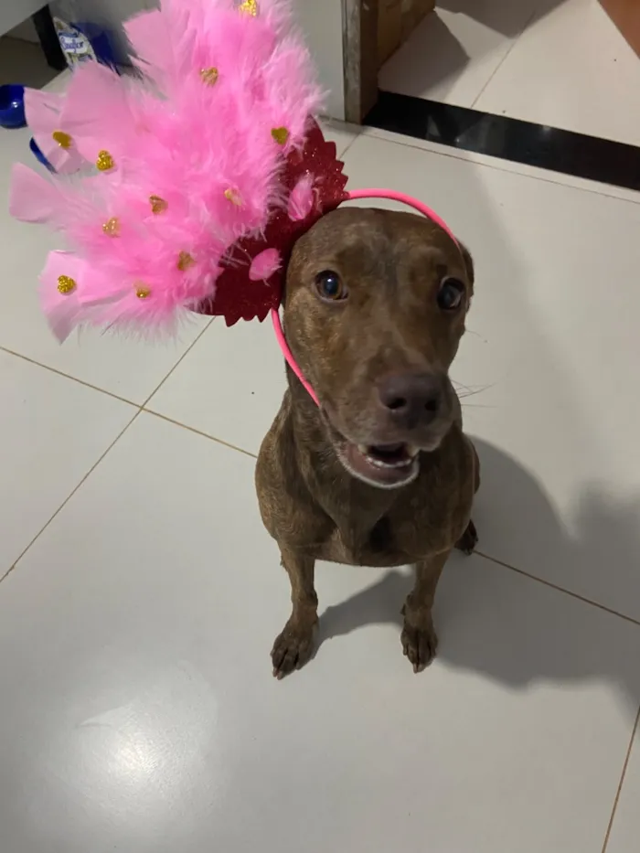 Cachorro raça SRD-ViraLata idade 2 anos nome Pandora