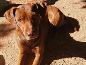 Cachorro raça SRD-ViraLata idade 2 anos nome Pandora