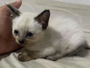 Gato raça  idade 2 a 6 meses nome Não tem 