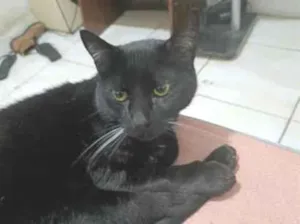 Gato raça SRD-ViraLata idade 4 anos nome Kuro