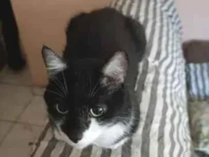 Gato raça SRD-ViraLata idade 4 anos nome Chibi