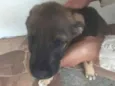 temos 4 cachorrinhos para doação, 2 machos e 2 fame