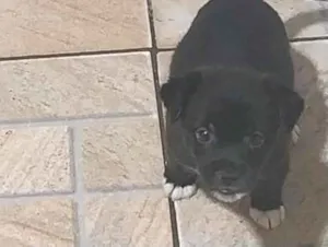 Cachorro raça SRD-ViraLata idade Abaixo de 2 meses nome shakira