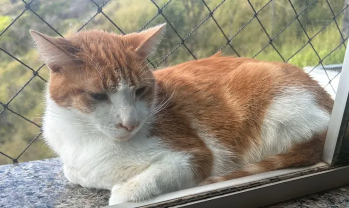 Gato raça SRD-ViraLata idade 5 anos nome Paçoca