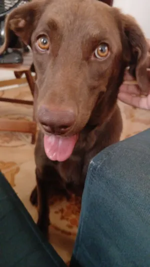 Cachorro raça SRD-ViraLata idade 4 anos nome Cookie