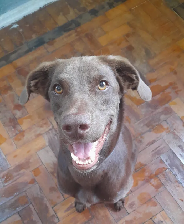 Cachorro raça SRD-ViraLata idade 4 anos nome Cookie