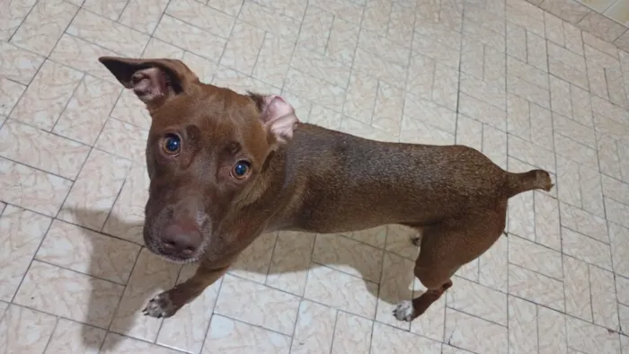 Cachorro raça SRD-ViraLata idade 2 anos nome Chocolate 