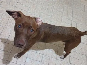Cachorro raça SRD-ViraLata idade 2 anos nome Chocolate 