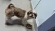 Totó