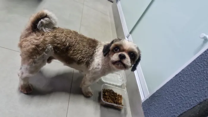 Cachorro raça Shitzu idade 6 ou mais anos nome Totó