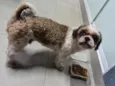 Totó