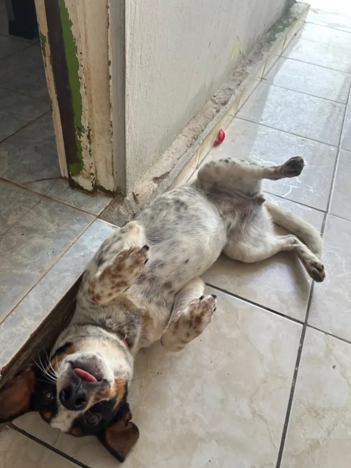 Cachorro raça SRD-ViraLata idade 7 a 11 meses nome Mel 
