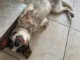 Mel 