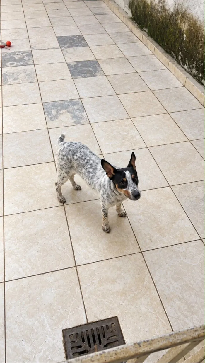 Cachorro raça SRD-ViraLata idade 7 a 11 meses nome Mel 