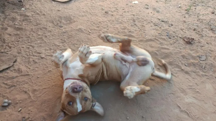 Cachorro raça Pit-Bull idade 6 ou mais anos nome Sansão 