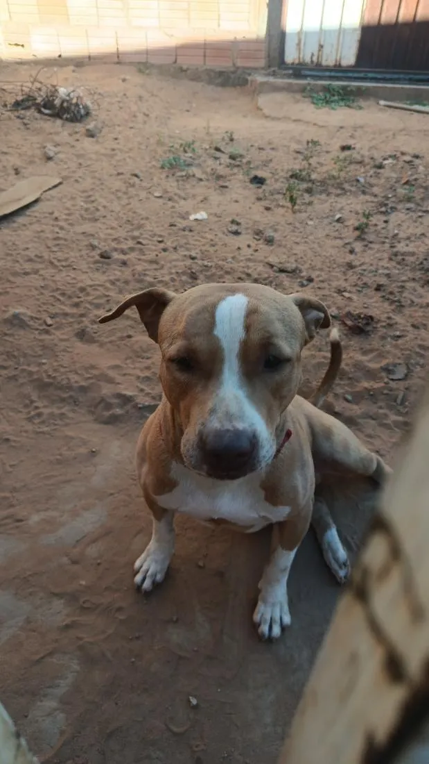 Cachorro raça Pit-Bull idade 6 ou mais anos nome Sansão 