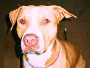 Cachorro raça Pit-Bull idade 6 ou mais anos nome Sansão 